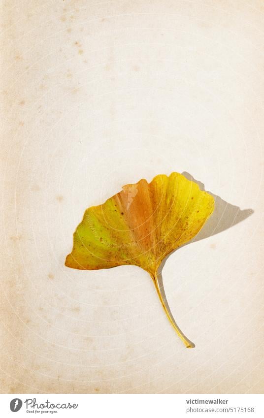 Herbstliches Ginkgoblatt auf alter Seite Pflanze Blatt biloba gelb Stillleben Page Hintergrund Textfreiraum Makro Oberfläche gealtert Kräuterbuch Botanik