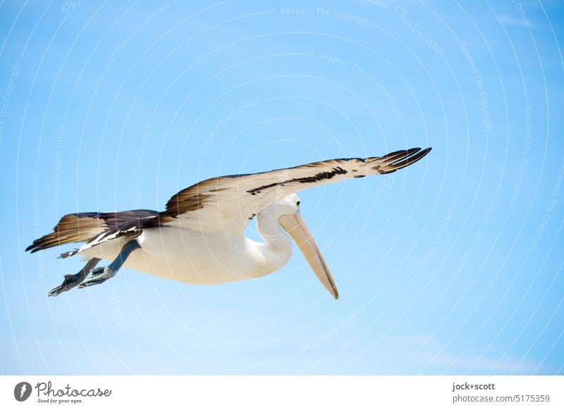 das Flugbild vom Australian pelican Brillenpelikan Tierporträt fliegen Vogel Wildtier Wolkenloser Himmel blau Vogel im Flug Bewegung Leichtigkeit Spannweite