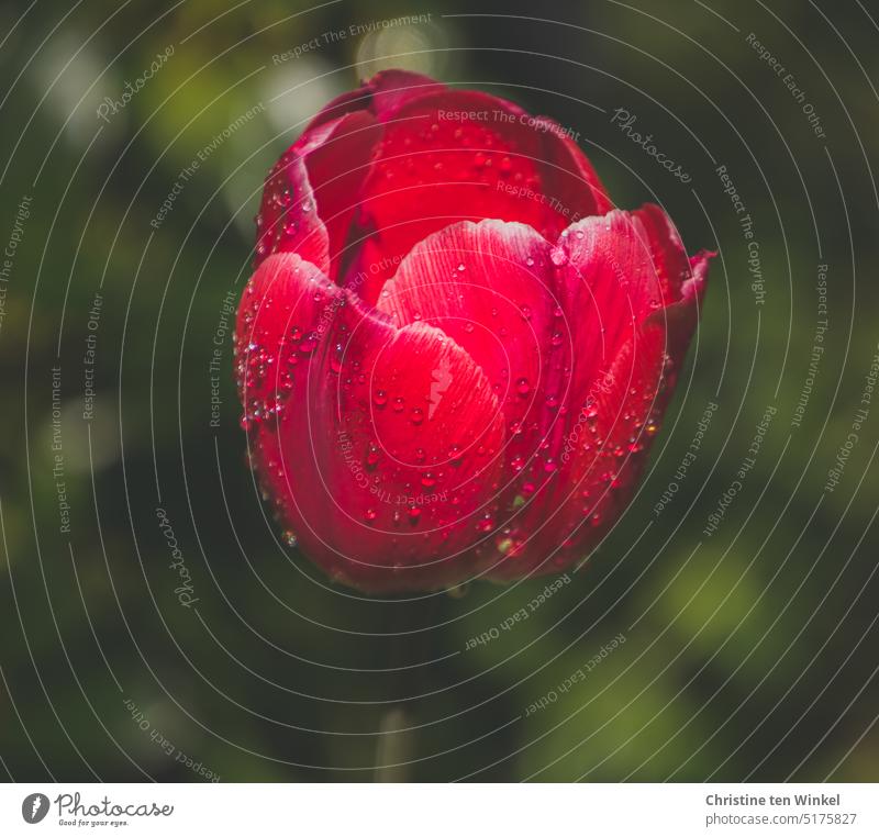 Die rote Blüte einer Tulpe mit Regentropfen auf den Blütenblättern Blume Pflanze Natur frisch elegant ästhetisch außergewöhnlich einzigartig natürlich nah Farbe