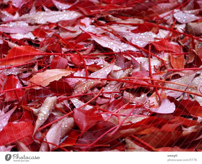 roter oktober Blatt Herbst Wassertropfen Herbstlaub Weinblatt Oktober September Park Delikt Jahrezeit herbstlich Natur