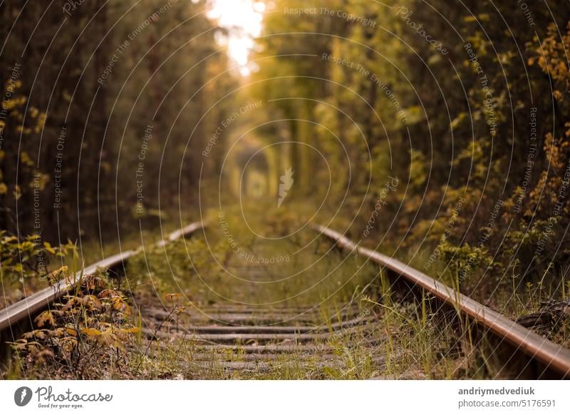 Herbst Herbst Tunnel der Liebe. Tunnel durch Bäume und Sträucher entlang einer alten Eisenbahn in Klevan Ukraine gebildet. Foto unscharf auf dem Hintergrund Weg