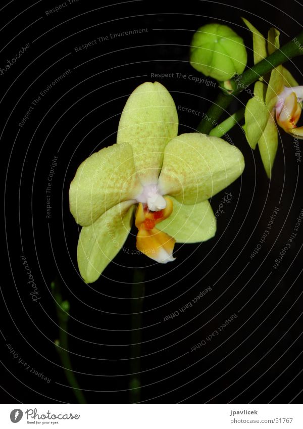 Orchidee bei Nacht Blume gelb dunkel Kontrast