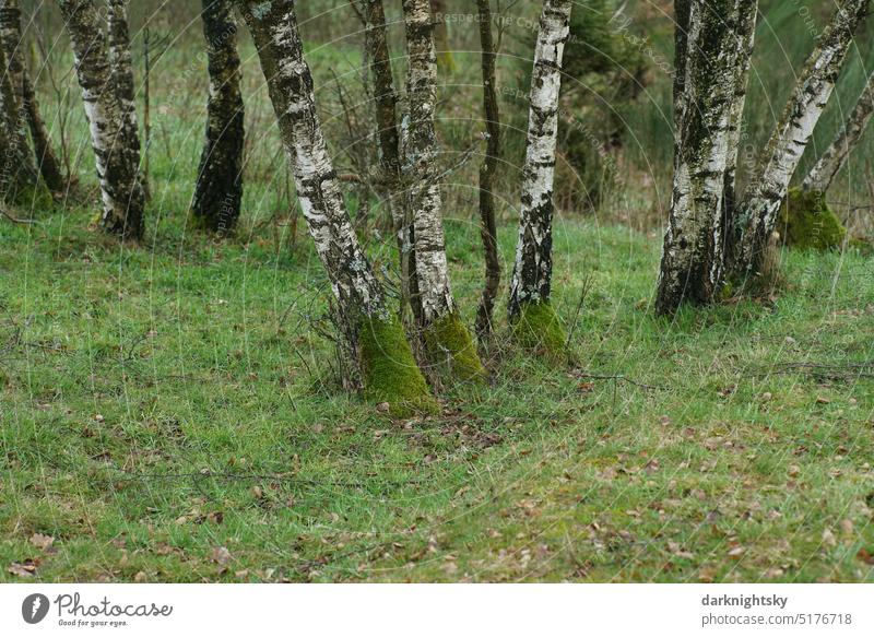 Birken am Rande einer Weide mit Moosbewuchs Stämme Taiga Wiese Wald Saum grün Winter Baum Außenaufnahme Bäume Menschenleer Landschaft Natur Pflanze weiß