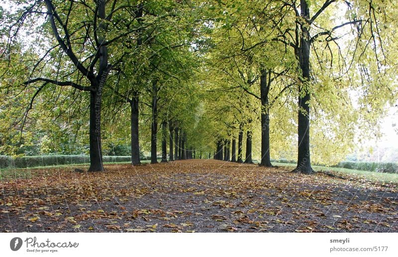 wohin gehn Baum Herbst Allee Blatt Linde Buche Zukunft Horizont grün Symmetrie Garten Park Wege & Pfade Straße Landschaft