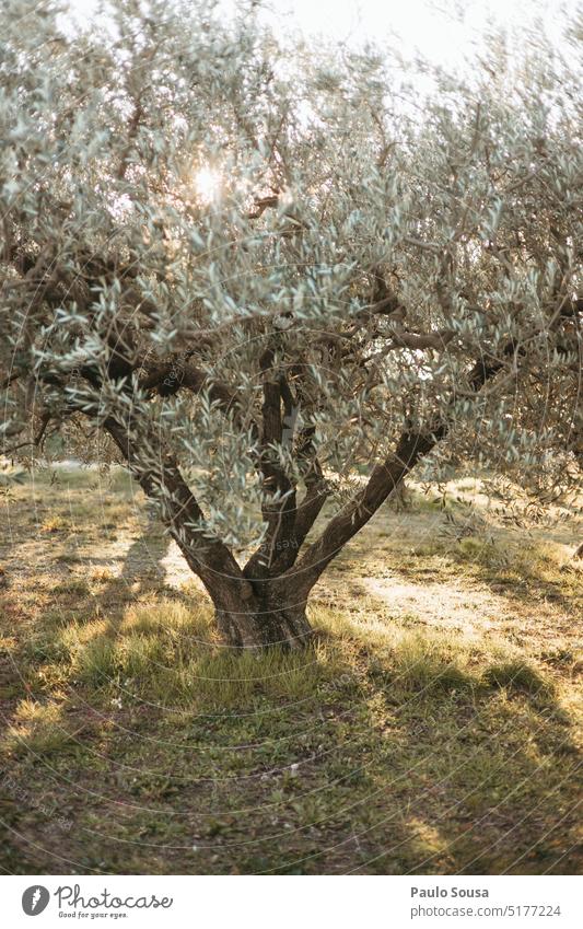 Olive frei gegen die Sonne oliv Olivenöl Olivenbaum Außenaufnahme Tag Baum Umwelt Pflanze Natur Olivenhain Menschenleer Olivenblatt Olivenernte Farbfoto