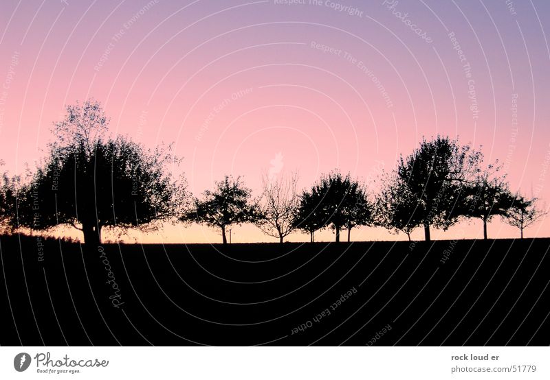 Landschaftskonterfile [Bäume] Baum schwarz dunkel rot gelb Sonnenuntergang Abenddämmerung blau Kontrast Detailaufnahme Natur