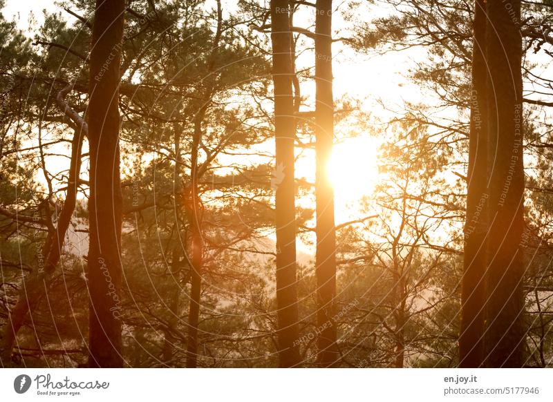 Abendsonne im Pfälzerwald Wald Bäume Sonne Sonnenuntergang Sonnenlicht Gegenlicht shilouette Kontrast Abenddämmerung Natur Sonnenstrahlen Sonnenaufgang Baum