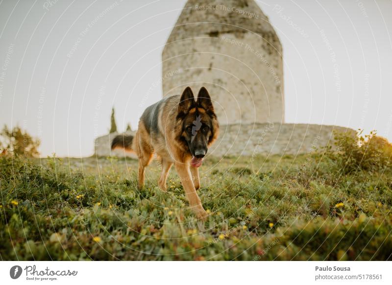 Deutscher Schäferhund Porträt Hund Haustier Tier Farbfoto Tierporträt beobachten Außenaufnahme Wiese Natur Neugier Blick Schutz Hirtenhund