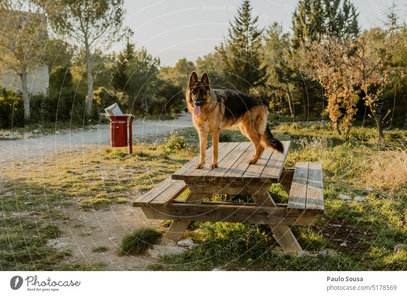 Deutscher Schäferhund Porträt Hund Haustier Tier Farbfoto Tierporträt beobachten Außenaufnahme Wiese Natur Neugier Blick Schutz Hirtenhund