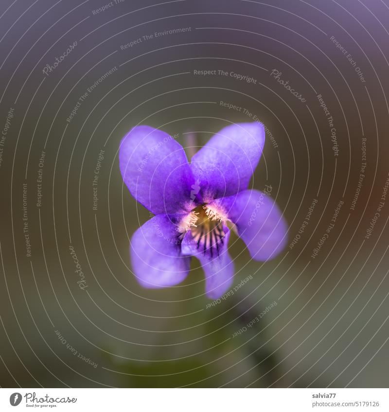 Veilchenduft Duft Blume Blüte Blühend Natur Pflanze Frühling Makroaufnahme Farbfoto Schwache Tiefenschärfe violett Garten lila ästhetisch natürlich Unschärfe