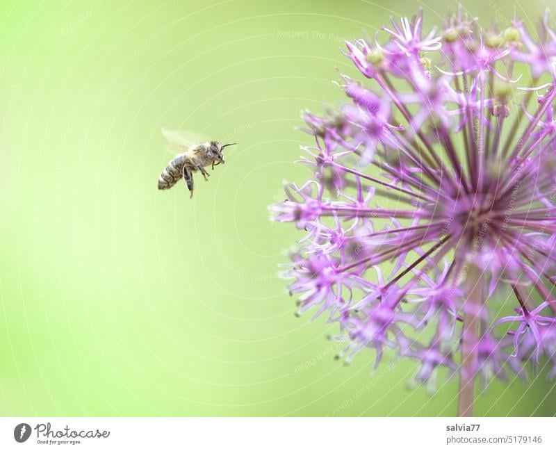 Zielanflug Zierlauchblüte Honigbiene Biene fliegend Blüte Frühling Hintergrund neutral Insekt Blume Natur Garten fleißig Duft Pflanze Blühend Textfreiraum oben