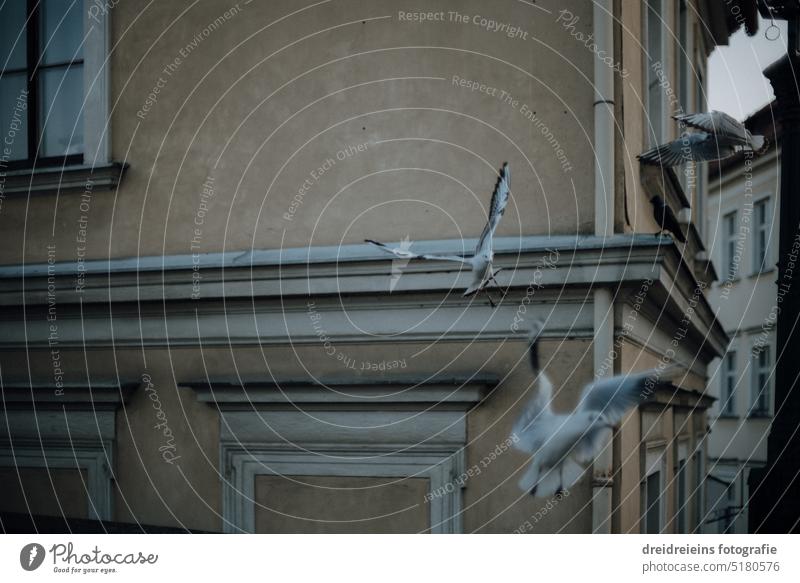 Historische Wand Fassade Möwen fliegen durch's Bild Analogfoto Tschechien Reisefotografie Postkarte Europa Stadt Städtereise Stadtbild berühmt Sightseeing