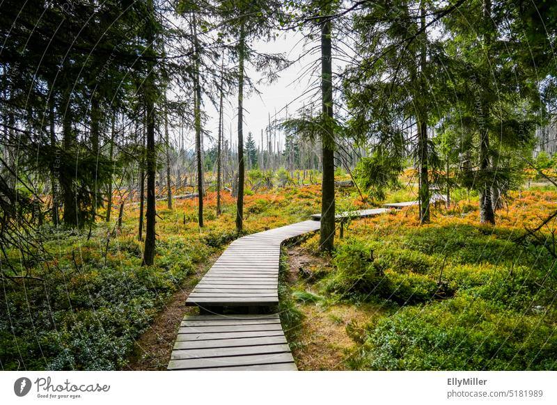 Landschaft am Torfhausmoor im Nationalpark Harz. Natur bei Torfhaus. Moor Weg Wald Umwelt Herbst wandern Menschenleer Farbfoto Wege & Pfade Spaziergang ruhig