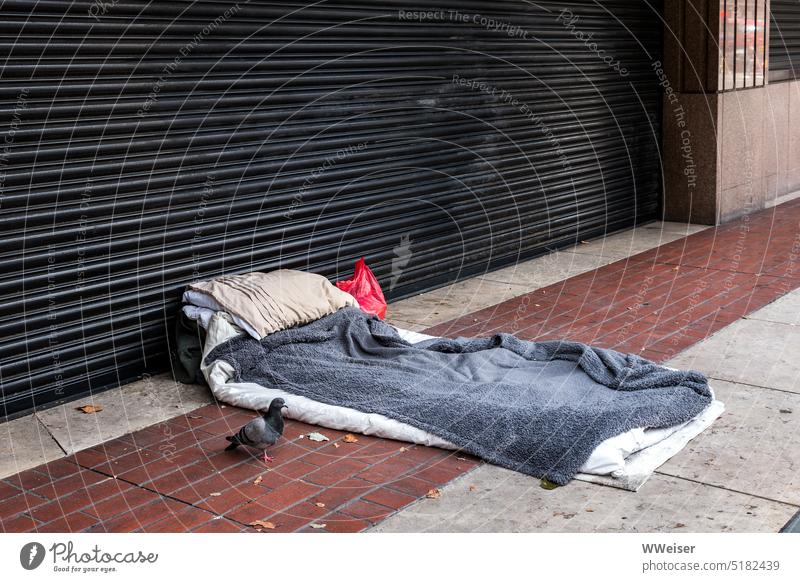 Die lahme Taube bewacht das schlichte Lager eines Obdachlosen Vogel Bett Schlafplatz Obdachlosigkeit Stadt Großstadt leer verlassen Einfahrt Haus Gebäude