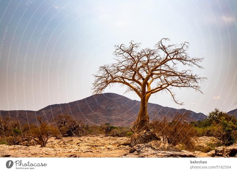 baumgeschichten Klimawandel epupafalls Dürre Trockenheit trocken Ferne Afrika Namibia Fernweh Landschaft Natur besonders Baobab Affenbrotbaum Wärme