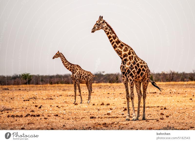 giraffe zu zwet Ausflug Tierporträt Wildnis fantastisch Wildtier Tierliebe Tierschutz Giraffe außergewöhnlich Safari Umwelt beeindruckend besonders