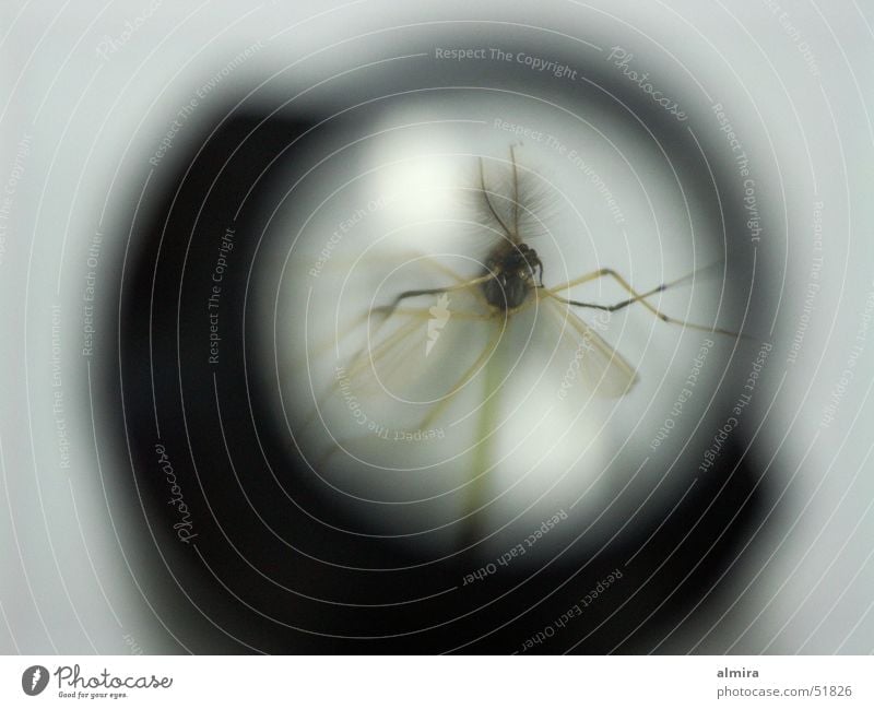 Schreibtischfund Fadenzähler Stechmücke vergrößert Tier Insekt Eintagsfliege winzig durchsichtig Härchen Fliege Flügel Lupe Tod mikroskopisch
