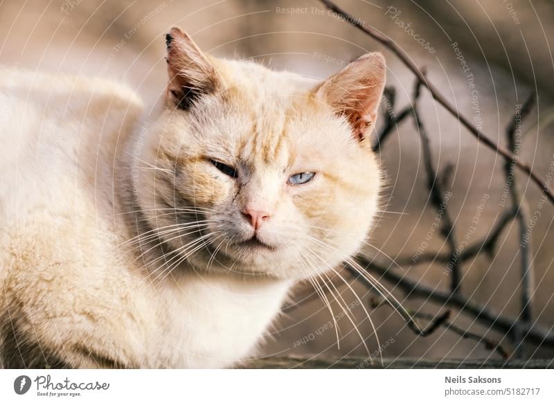 eine beigefarbene, flauschige Katze mit schmutzigen Ohren und blauen,  geraden Augen - ein lizenzfreies Stock Foto von Photocase