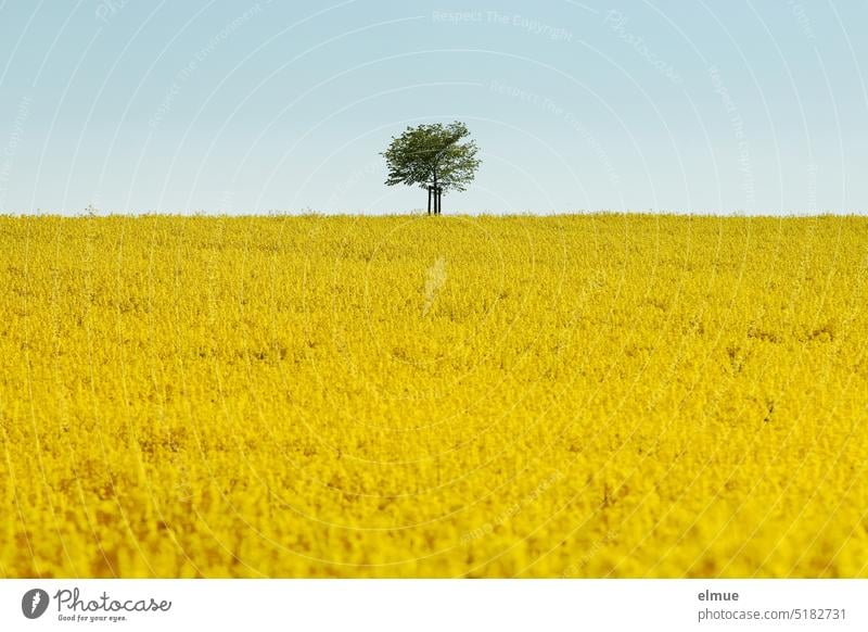 blühendes Rapsfeld mit einem Laubbaum am Horizont vor hellblauem Himmel / Frühling gelb Baum Mai Rapsblüte Rapsöl Ackerbau Feldwirtschaft Landwirtschaft Lewat