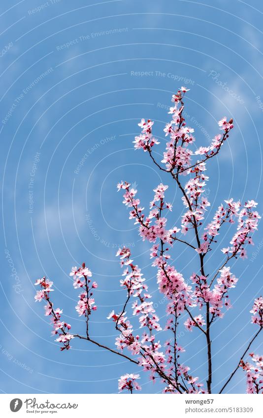 Blühende Zweige der Zierkirsche vor blauem Himmel Blüten Frühling rosa Kirschblüten Außenaufnahme Frühlingsgefühle Farbfoto Schönes Wetter Menschenleer Tag Park
