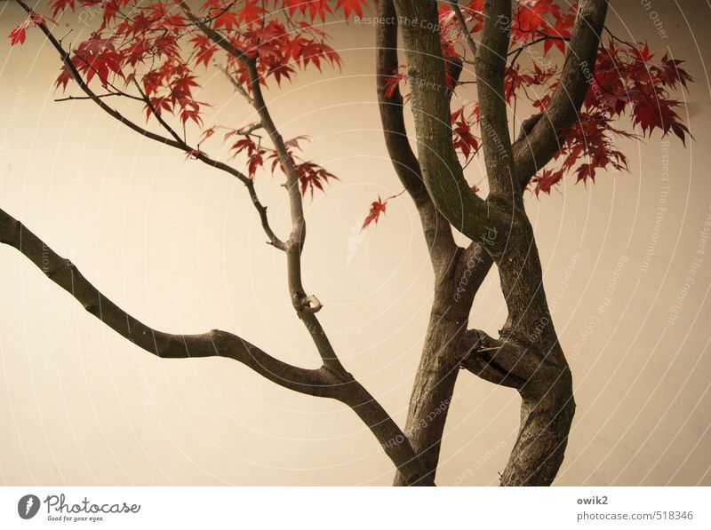 Japanischer Ahorn Umwelt Natur Pflanze Herbst Schönes Wetter Baum Blatt Wildpflanze Holz Zweige u. Äste Wand Mauer Putzfassade hell Herbstfärbung dehydrieren