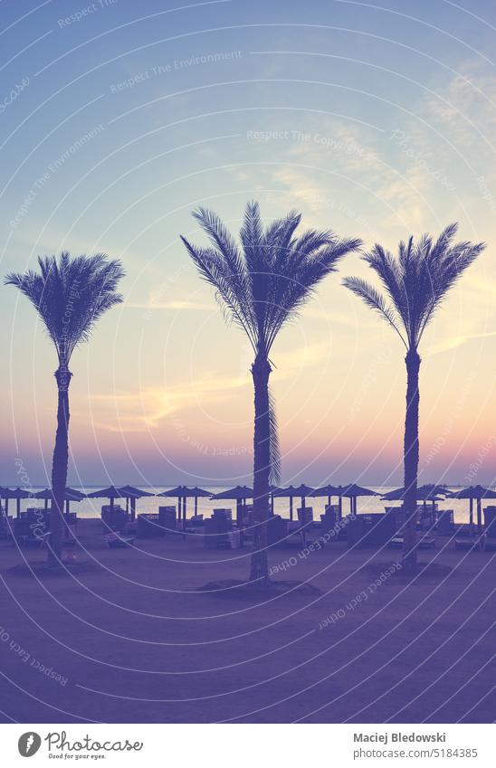 Silhouetten von Palmen an einem tropischen Strand bei Sonnenuntergang, Farbabtönung angewendet. Handfläche Himmel Natur friedlich MEER Meer Baum im Freien