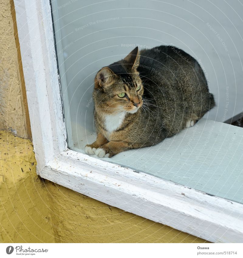 Bilder von Hauskatze Fenster Blick ein Tier