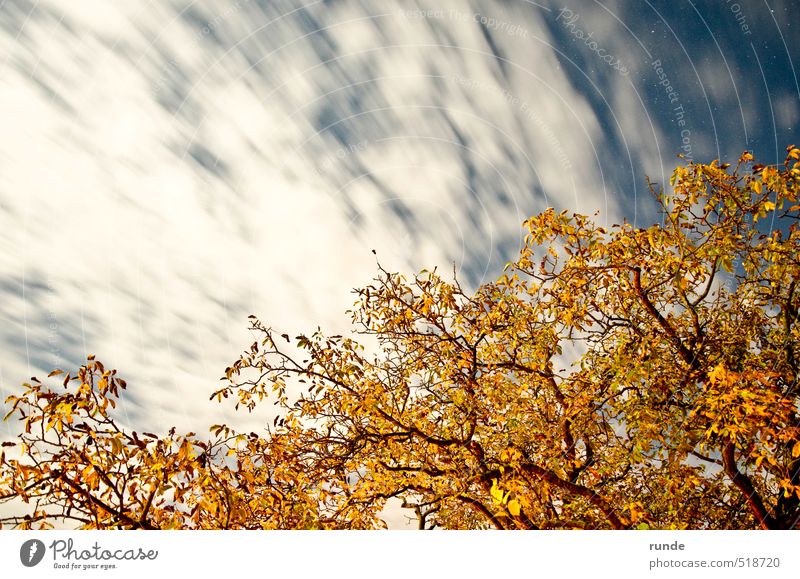 Nighttree Natur Himmel Wolken Nachthimmel Stern Herbst Baum ästhetisch frei Unendlichkeit blau gelb orange weiß Lebensfreude Romantik Horizont erhaben sphärisch