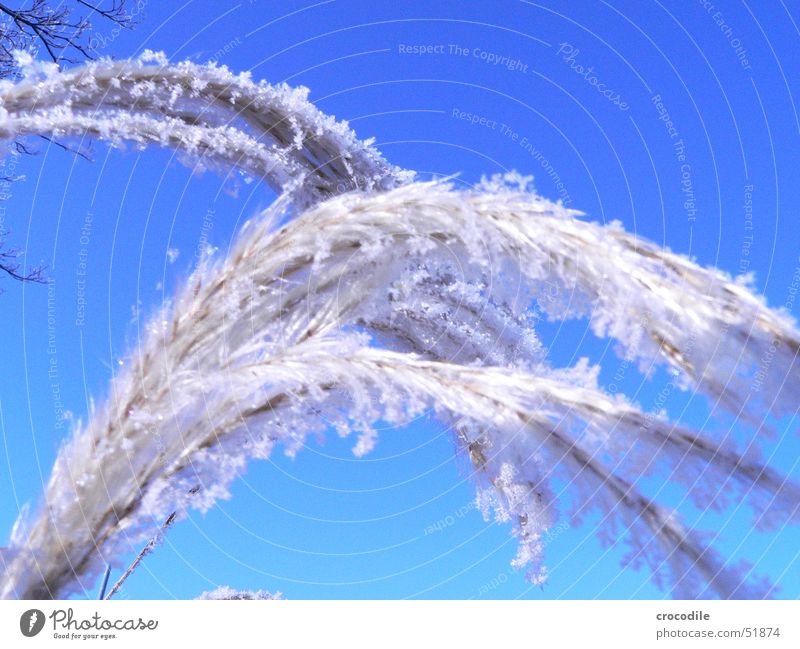 bibber.... kalt Winter Flocke Stengel Pflanze Frost Eis farn. gefroren Schnee Himmel Schönes Wetter blau Kristallstrukturen stiehl