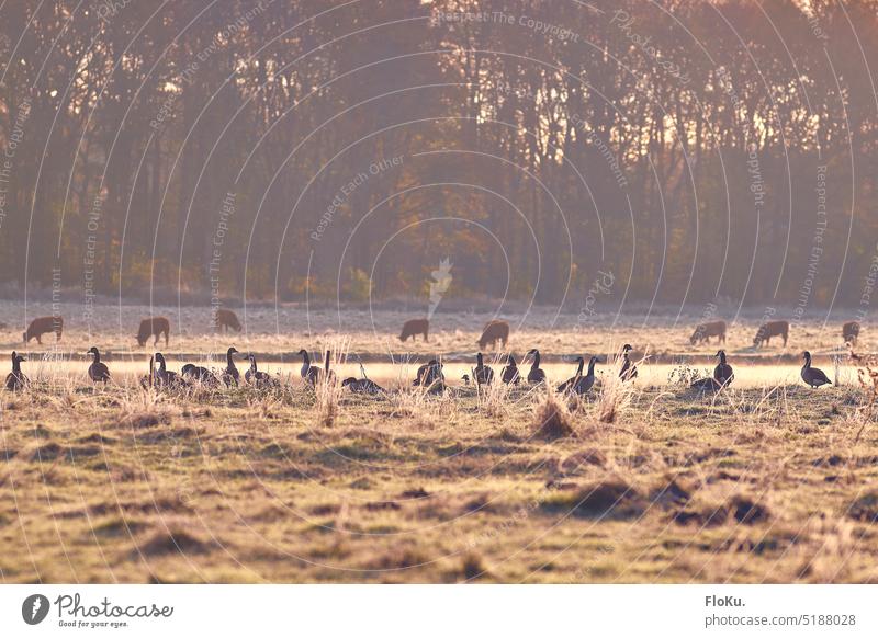 Wildgänse und Kühe im Winter Morgen Sonnenaufgang morgens Wildgans Vogel Vögel Schwarm Tiere Kuh Gras Frost Eis gefroren Natur Tiergruppe Freiheit Zugvogel