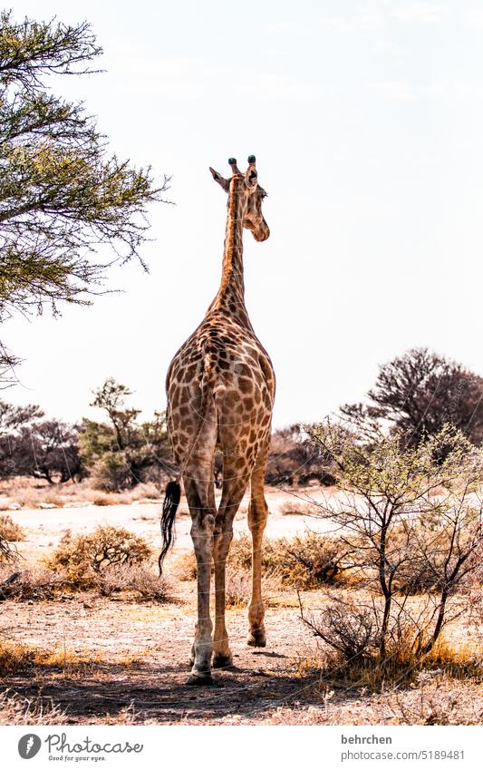 abschied etosha national park Etosha wild Afrika Namibia Freiheit Fernweh Farbfoto Ferien & Urlaub & Reisen Landschaft Abenteuer Natur besonders beeindruckend