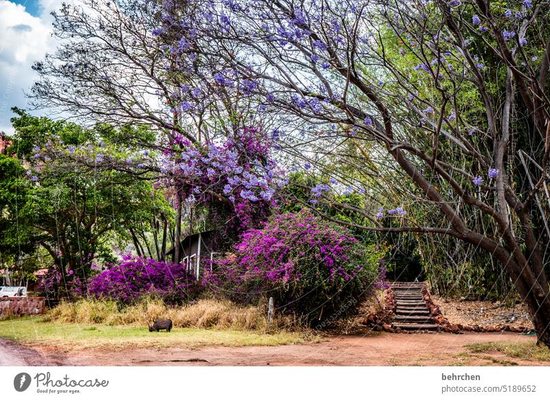 prächtig wild urig Pflanze grün Blüte blühen Blume Bambus Waterberg Wärme Baum Afrika Namibia Landschaft Fernweh Ferien & Urlaub & Reisen traumhaft Natur