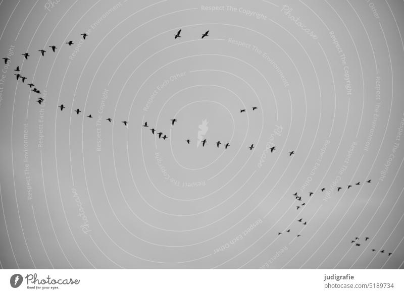 Gänse am Himmel gänse Gans Vogel Vögel fliegen Vogelzug Zugvogel Schwarm Vogelflug Vogelschwarm Freiheit Zugvögel Formationsflug Tier Natur natürlich grafisch