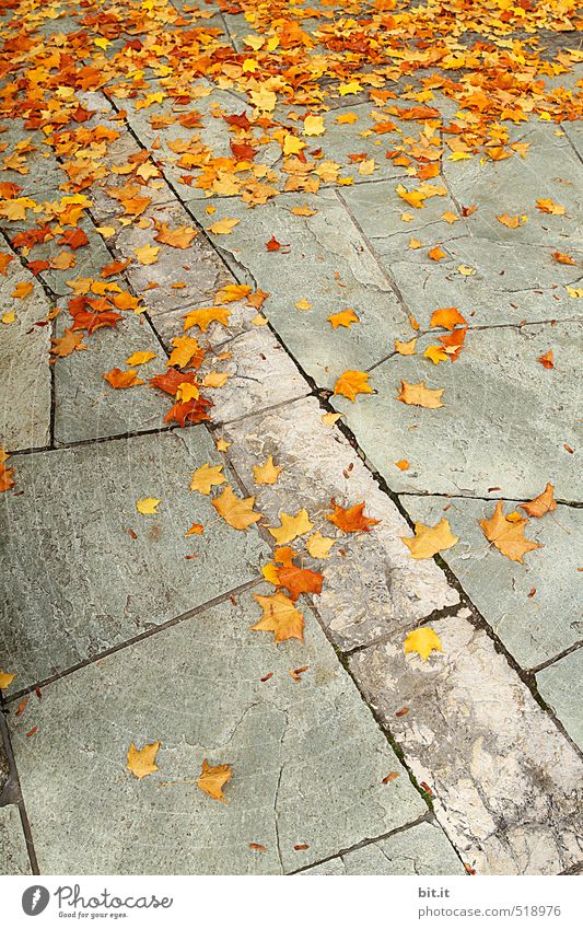 Orangenbaumblätter liegen auf dem Weg. Garten Herbst Wege & Pfade dehydrieren Klima Stimmung Stadt Wandel & Veränderung Herbstlaub herbstlich Herbstbeginn