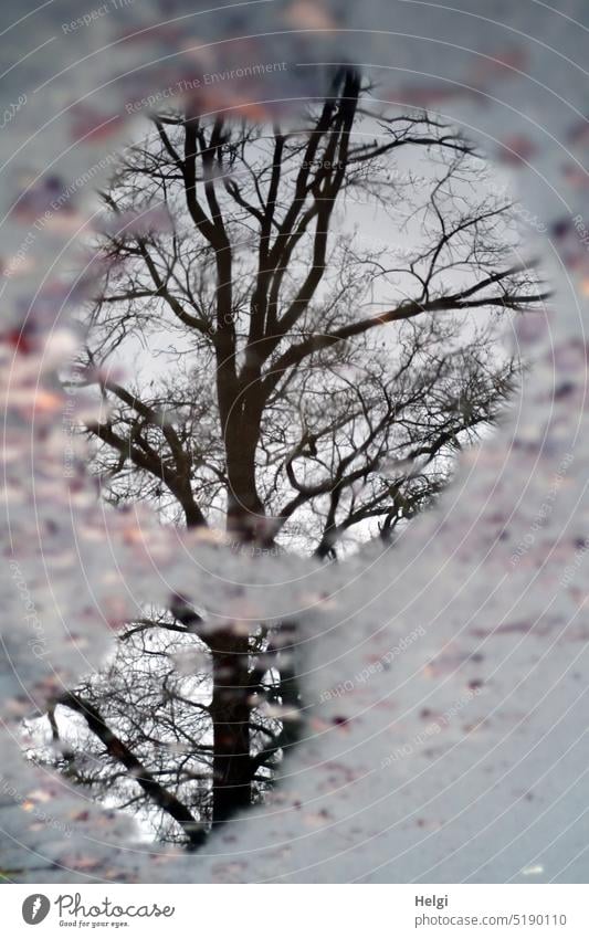surreal - ein kahler Baum spiegelt sich in einer Pfütze Äste Winter trist Asphalt Reflexion & Spiegelung nass Wasser Außenaufnahme Regen Wetter Menschenleer