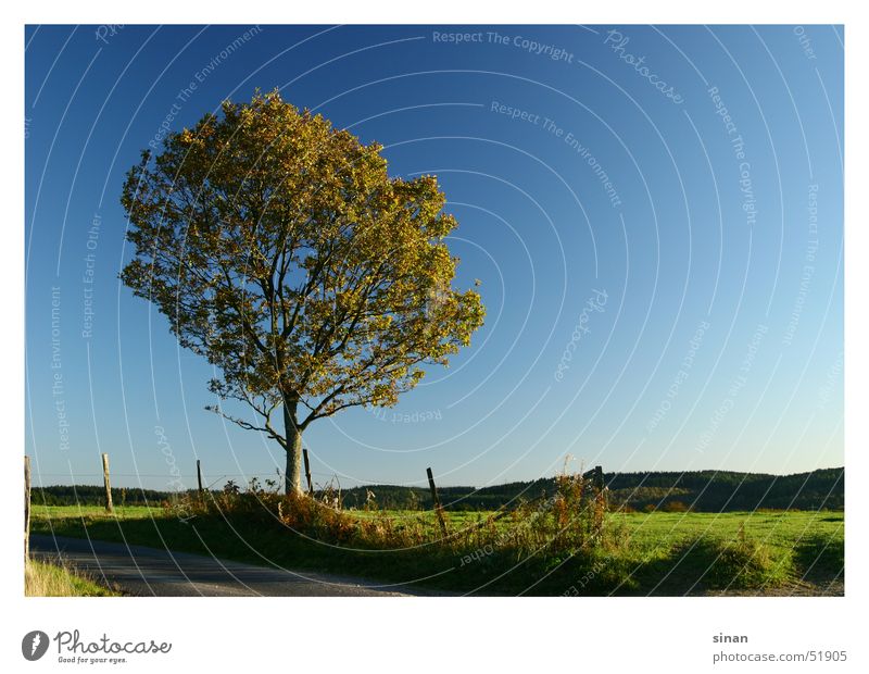 Der Baum Pol- Filter grün Zaun Horizont Sommer Jahreszeiten schön Physik Natur Landschaft blau Himmel Pflanze Wärme Sonne
