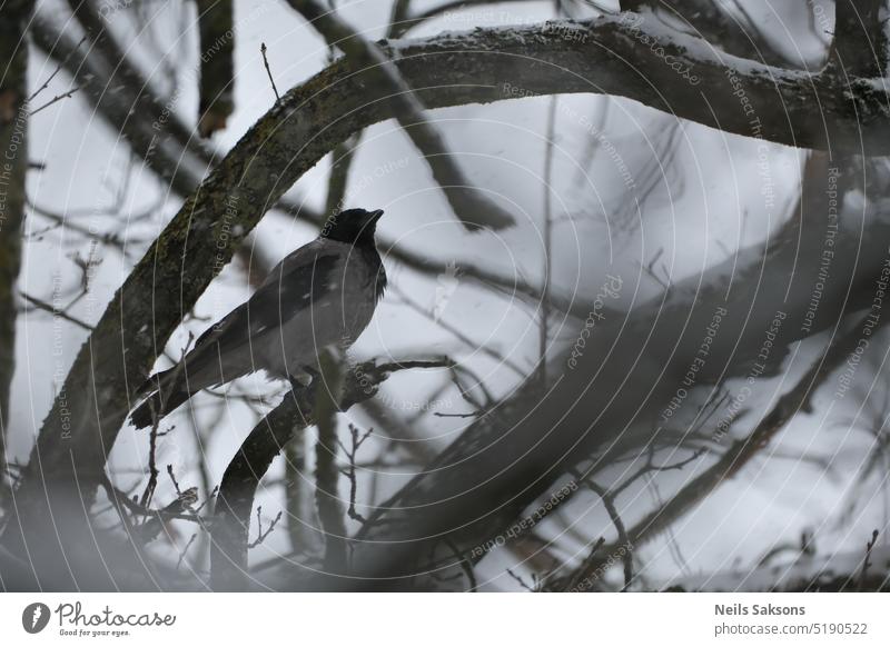 Krähe im augenförmigen Rahmen Corvus Rabenvögel schwarzer Vogel Schneefall Winter Niederlassungen Tier Schnabel Natur Baum dunkel