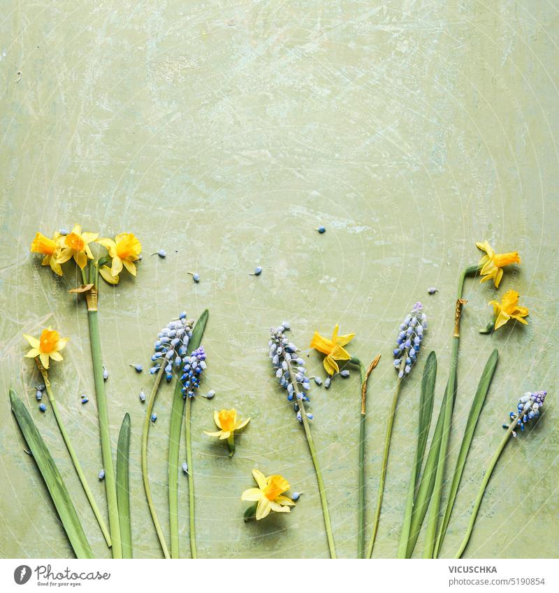 Frühlingshafter Hintergrund mit gelben Narzissen und blauen Hyazinthen auf grünem Hintergrund. Ansicht von oben. Umrandung frühlingshafter Hintergrund wild