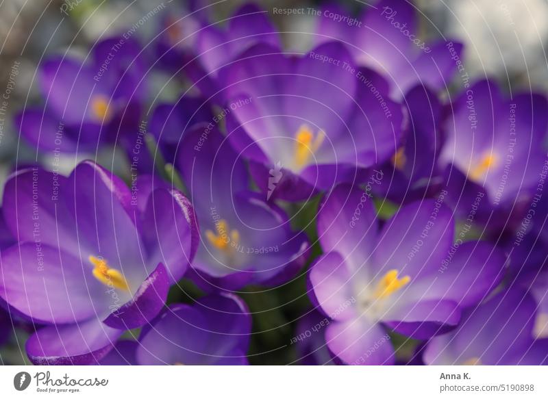 Frühlingserwachen- blühende lila Krokusse mit geöffneten Blütenkelchen Krokusblüte violett Frühblüher Blühend Schwache Tiefenschärfe Nahaufnahme unscharf
