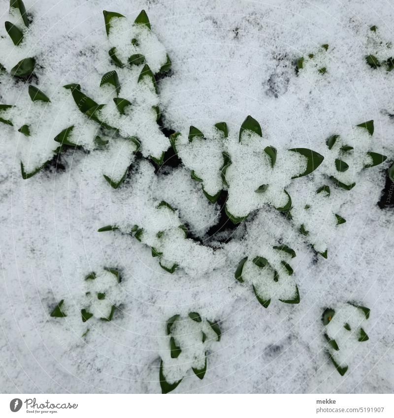 Ausgebremster Frühling Winter Blume Pflanze Natur Garten Zerbrechlichkeit Schnee Neuschnee bedeckt unter Frühblüher grün durchbrechen Blätter frisch frühjahr