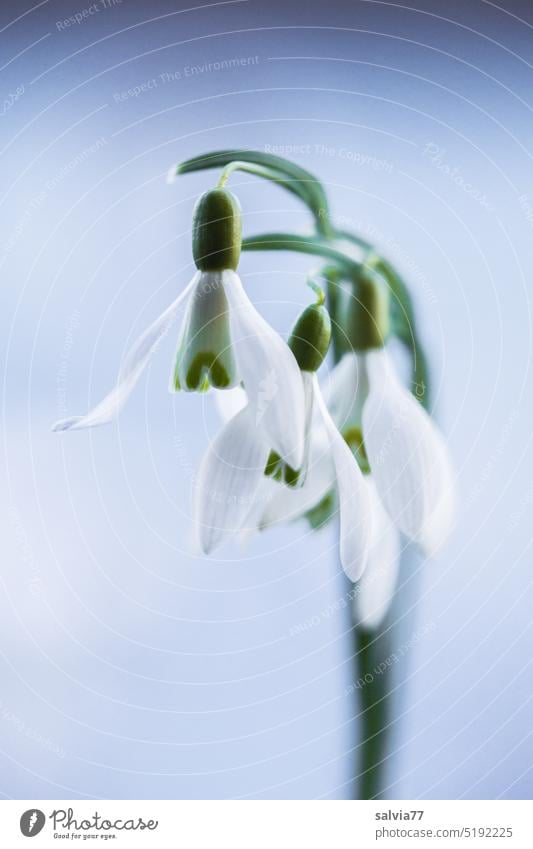 Schneeglöckchen-Trio Frühling Winter Blume weiß Natur Blüte grün Pflanze Farbfoto Nahaufnahme Makroaufnahme Blühend Schwache Tiefenschärfe Menschenleer