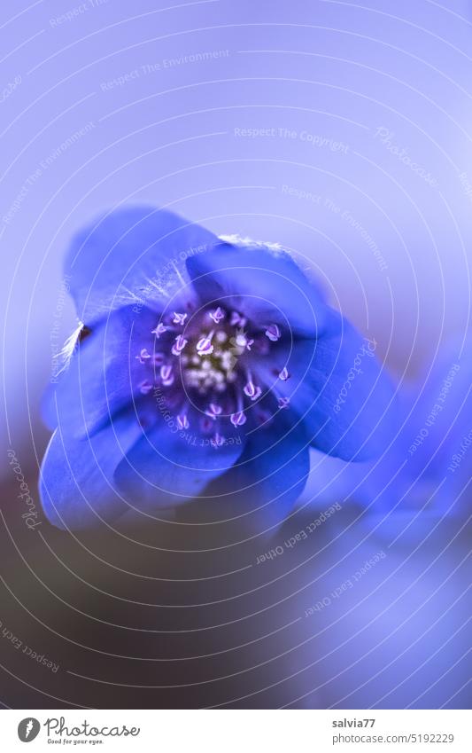 Traum von der blauen Blume Blüte Leberblümchen zart Pflanze Natur Makroaufnahme Außenaufnahme Blühend Farbfoto Frühling Schwache Tiefenschärfe Menschenleer Duft