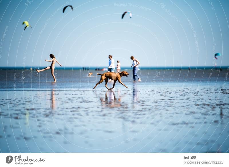 Tag am Meer bei Ebbe mit Hund, Menschen und Kitesegel im Hintergrund Strandleben Wattwanderung Wattenmeer sommerfrische Bewegung Kitesurfen Drachensegel Flut