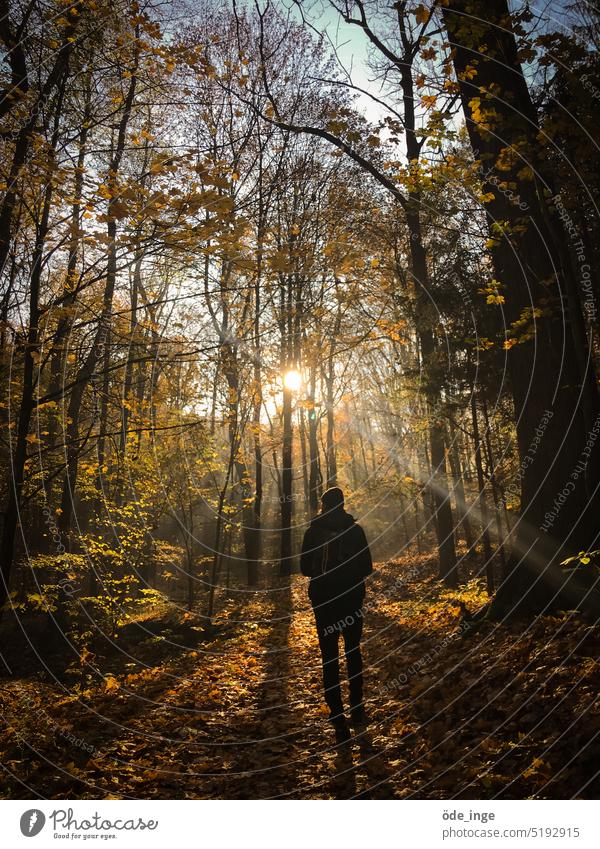 Tschüssi! Licht Herbst Wald Sonne Natur