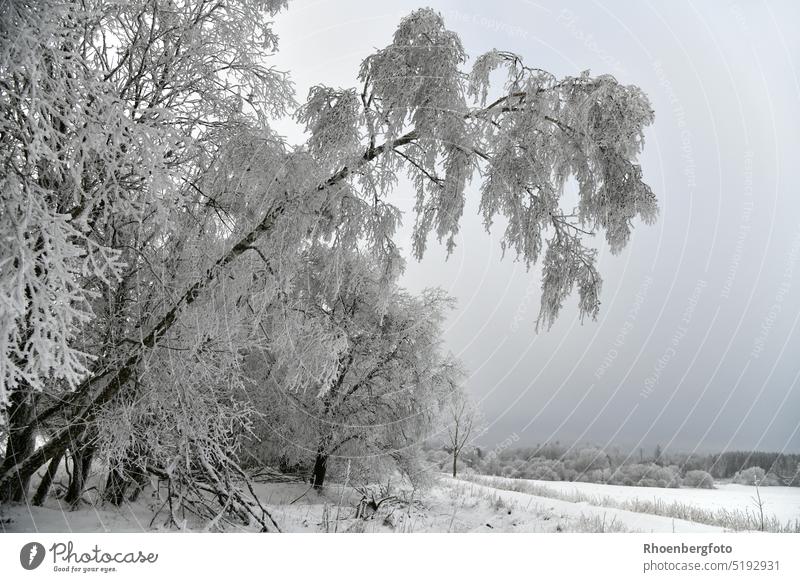 Ein krummer schneebedeckter Baum an einem trüben Wintertag baum Schnee kalt Winterstimmung weiß Natur Landschaft winterlich Menschenleer verschneit frieren