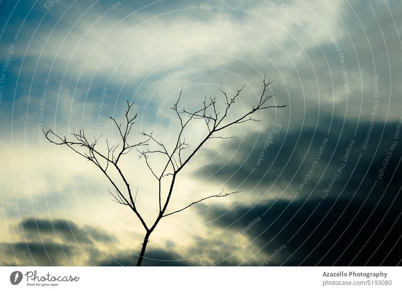 Einsamer kahler Baum. abstrakt Kunst Atmosphäre Hintergrund schön Schönheit Ast abschließen Wolken Wolkenlandschaft tot trocknen Erde Umwelt Feld Bildende Kunst