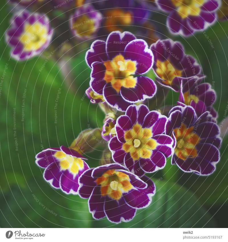 Bald Frühling Primel Blüten Gartenprimel Frühjahrsblüher Blume Primelgewächse Pflanze ausdauernd violett beständig Frühlingsblüte Nahaufnahme Zierpflanze