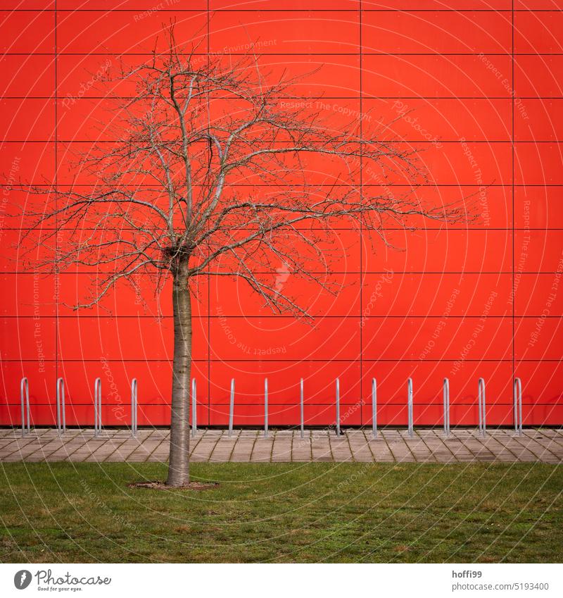 kahler Baum auf grünem Rasen vor leeren Fahrradständern und knallroter Wand rote wand Fahradständer Fassade Strukturen & Formen trist