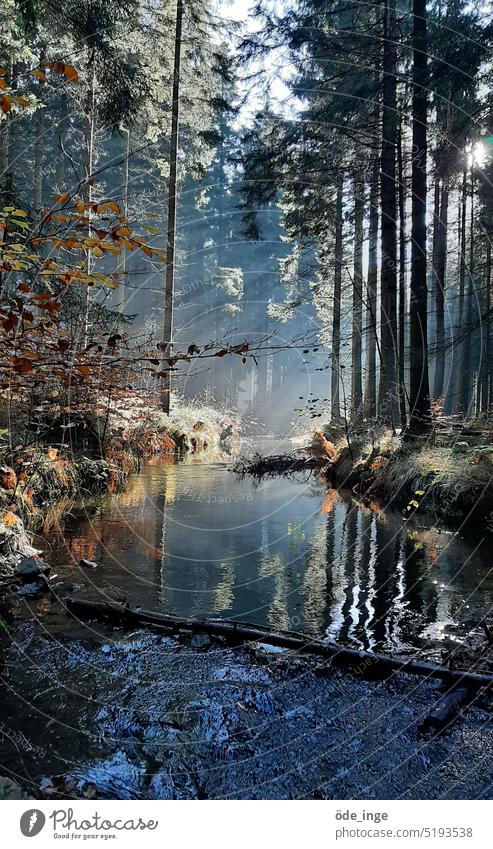 Fluss im Wald Wasser Natur Landschaft