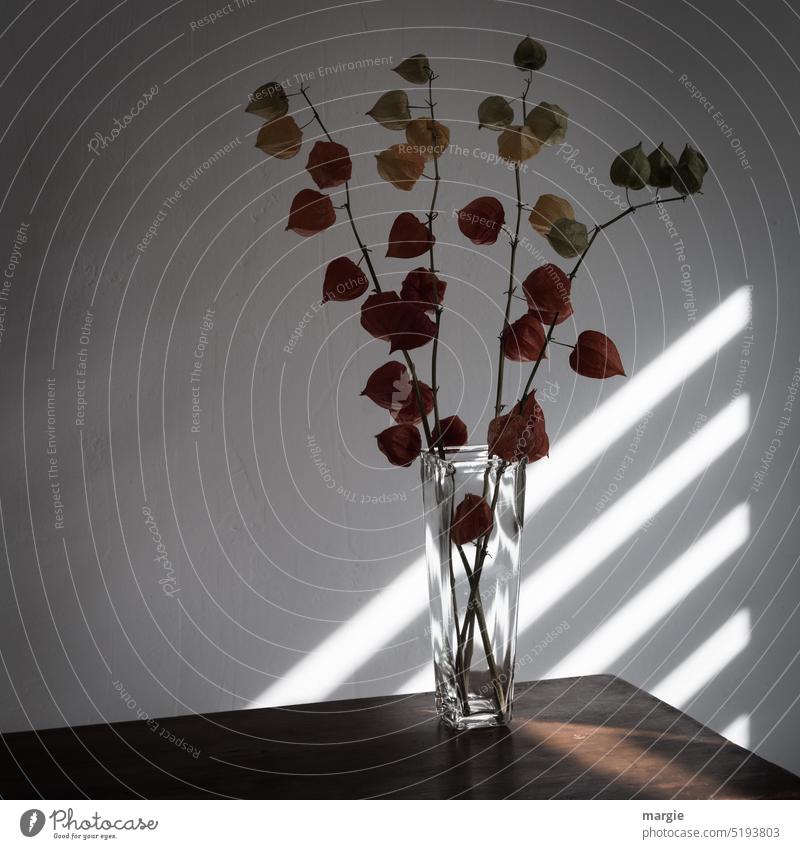 Stillleben, Vase mit Physalis Blumen Dekoration & Verzierung Schatten Farbfoto Innenaufnahme Vase mit Blumen Zierpflanze Beerenfrucht Gartenpflanze Früchte